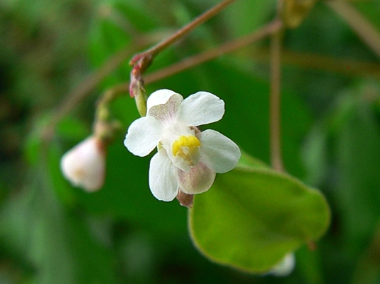 {Cardiospermum halicacabum}